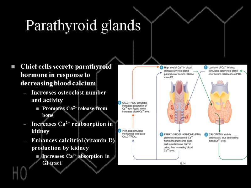 Parathyroid glands Chief cells secrete parathyroid hormone in response to decreasing blood calcium Increases